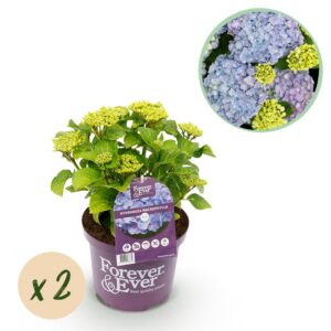 thumbnail_6000-2845.jpg Hortensia - Hydrangea Forever & Ever - Blauw - 7-12 Bloemen - 2 Planten