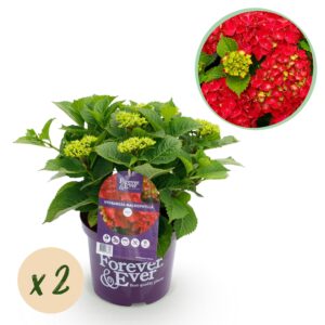 thumbnail_6000-2856.jpg Hortensia - Hydrangea Forever & Ever - Rood - 7-12 Bloemen - 2 Planten