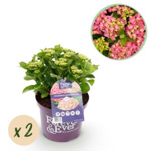 thumbnail_6000-2867.jpg Hortensia - Hydrangea Forever & Ever - Roze - 7-12 Bloemen - 2 Planten