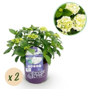 thumbnail_6000-2878.jpg Hortensia - Hydrangea Forever & Ever - Wit - 7-12 Bloemen - 2 Planten