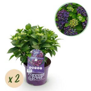 thumbnail_6000-2889.jpg Hortensia - Hydrangea Forever & Ever - Paars - 7-12 Bloemen - 2 Planten