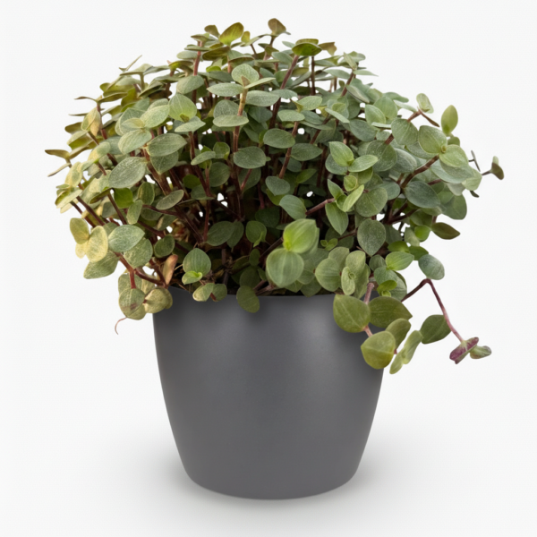 Calissia repens - Kattengras - Huisdiervriendelijk - Groen - met Potter Grijs