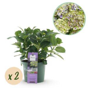 thumbnail_6000-2900.jpg Hortensia - Hydrangea Magical Jewel Blue - Blauw - 6-10 Bloemen - 2 Planten