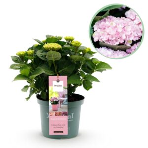 thumbnail_6000-2922.jpg Hortensia - Hydrangea Magical Revolution Pink - Pink - 6-10 Bloemen