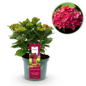 thumbnail_6000-2933.jpg Hortensia - Hydrangea Magical Teusday & Saphire - Rood - 6-10 Bloemen