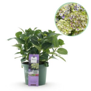 thumbnail_6000-2955.jpg Hortensia - Hydrangea Magical Jewel Blue - Blauw - 6-10 Bloemen