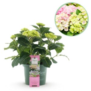thumbnail_6000-2966.jpg Hortensia - Hydrangea Magical Jewel Pink - Roze - 6-10 Bloemen