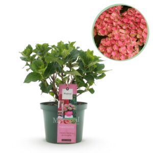thumbnail_6000-2977.jpg Hortensia - Hydrangea Magical Green Fire - Roze Groen - 6-10 Bloemen