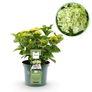 thumbnail_6000-2988.jpg Hortensia - Hydrangea Magical Nobless - Wit - 6-10 Bloemen