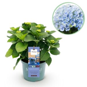 thumbnail_6000-2999.jpg Hortensia - Hydrangea Magical Revolution Blue - Blauw - 6-10 Bloemen