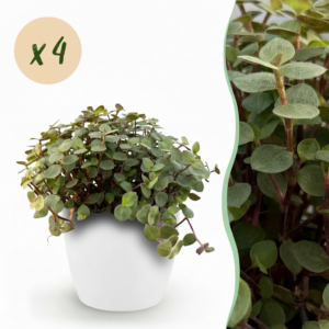Calissia repens - Kattengras - Huisdiervriendelijk - Groen - 4 Planten - met Potter Wit