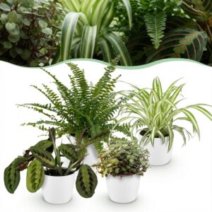 Chlorophytum - Maranta - Calissia - Nephrolepsis - Mix van 4 - Huisdiervriendelijke Planten - Groen - 4 Planten - met Potter Wit
