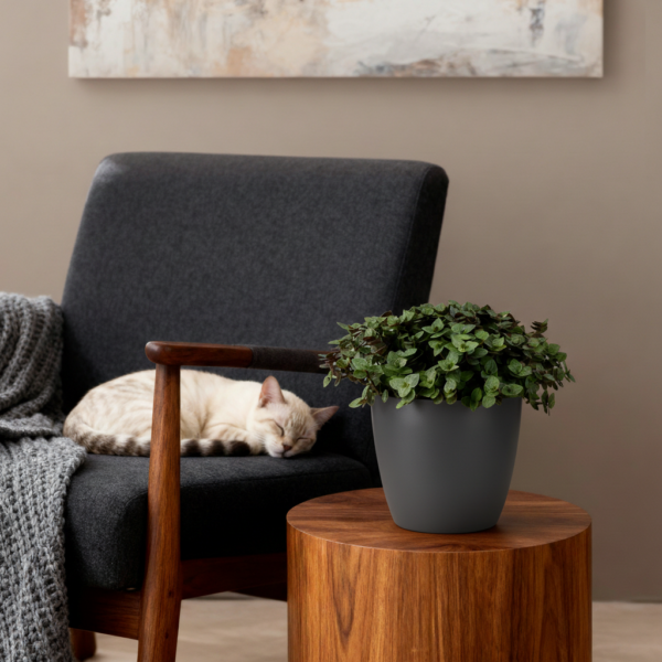 Calissia repens - Kattengras - Huisdiervriendelijk - Groen - met Potter Grijs