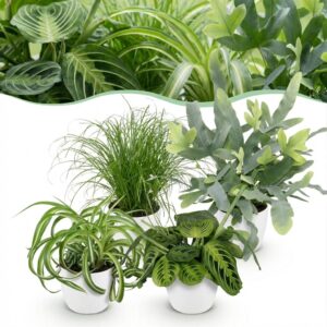 Chlorophytum - Cyperus - Phlebodium - Marantha - Mix van 4 - Huisdiervriendelijke Planten - Groen - 4 Planten - met Potter Wit