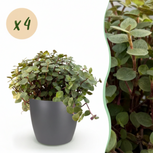 Calissia repens - Kattengras - Huisdiervriendelijk - Groen - 4 Planten - met Potter Grijs