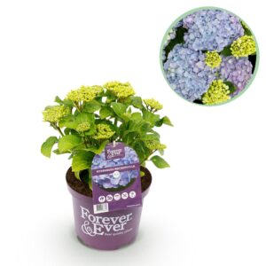 thumbnail_6000-3010.jpg Hortensia - Hydrangea Forever & Ever - Blauw - 7-12 Bloemen