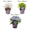 Hortensia - Hydrangea Forever & Ever - Blauw - 7-12 Bloemen