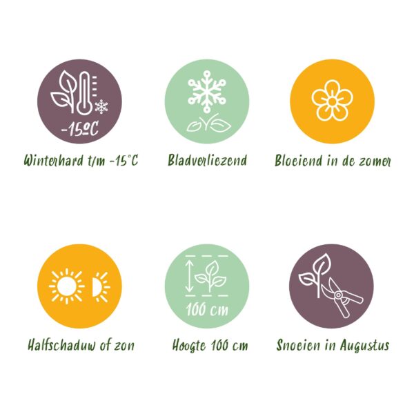 Hortensia - Hydrangea Forever & Ever - Blauw - 7-12 Bloemen