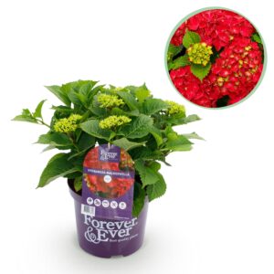 thumbnail_6000-3021.jpg Hortensia - Hydrangea Forever & Ever - Rood - 7-12 Bloemen