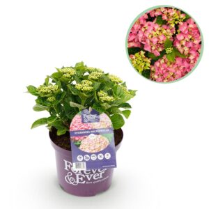 thumbnail_6000-3032.jpg Hortensia - Hydrangea Forever & Ever - Roze - 7-12 Bloemen
