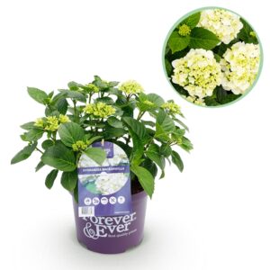 thumbnail_6000-3043.jpg Hortensia - Hydrangea Forever & Ever - Wit - 7-12 Bloemen