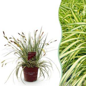 Siergrassen - Carex oshimensis Evergold - Geel & Groen - Groenblijvend - Winterhard
