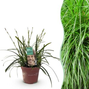Siergrassen - Carex oshimensis Intense Green - Groen - Groenblijvend - Winterhard