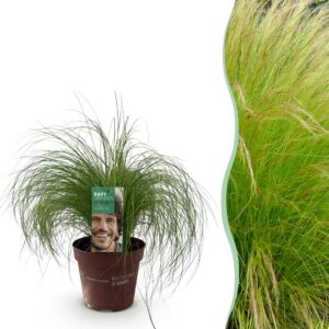 Siergrassen - Stipa tenuifolia Pony Tails - Groen - Groenblijvend - Winterhard