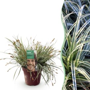 Siergrassen - Carex oshimensis Everest - Wit en Groen - Groenblijvend - Winterhard