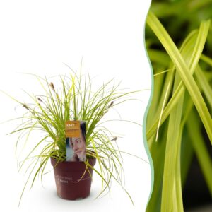 Siergrassen -  Carex oshimensis Everillo - Geelen - Groenblijvend - Winterhard