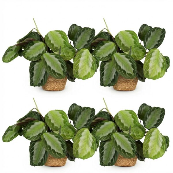 thumbnail_6000-310.jpg Maranta Fascinator Silverband - Gebedsplant - Huisdiervriendelijke Plant - Groen - 4 Planten - met Mand