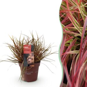 Siergrassen - Uncinia rubra Everflame  - Rood - Groenblijvend - Winterhard