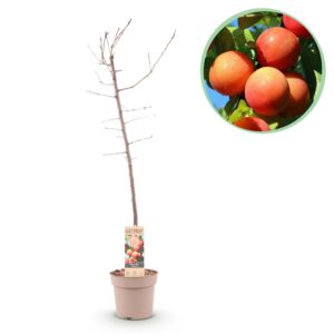 Fruitboom - Prunus domestica Victoria - Appelboom - Winterhard - Roze-Oranje Appel