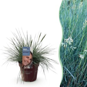 Siergrassen - Festuca glauca Intense Blue  - Blauw - Groenblijvend - Winterhard