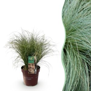 Siergrassen - Carex comans Frosted Curls - Groenen - Groenblijvend - Winterhard