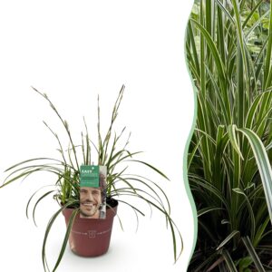 Siergrassen - Carex morrowii Ice Dance  - Wit & Groenen - Groenblijvend - Winterhard