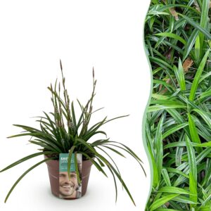 Siergrassen -  Carex morrowii Irish Green - Groen & Geel - Groenblijvend - Winterhard