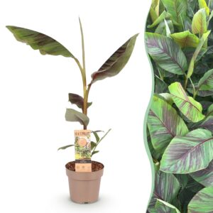 Musa Ever Red - Bananenboom - Winterhard - Groen-Rood