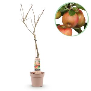 Fruitboom - Malus domestica Elstar - Appelboom - Winterhard - Rood-Groene Appel