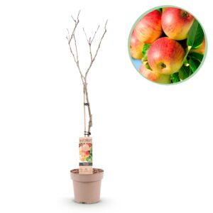 Fruitboom - Malus domestica Jonagold - Appelboom - Winterhard - Geel-Groene Appel