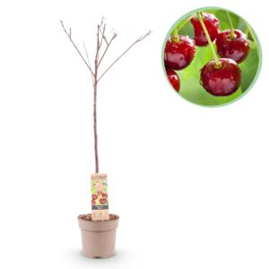 Fruitboom - Prunus avium Regina - Kersenboom - Winterhard - Donker Rode Bes