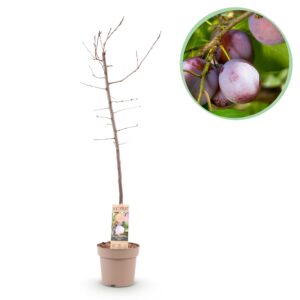Fruitboom - Prunus domestica Opal - Pruimenboom - Winterhard - Paars-Rode Pruim