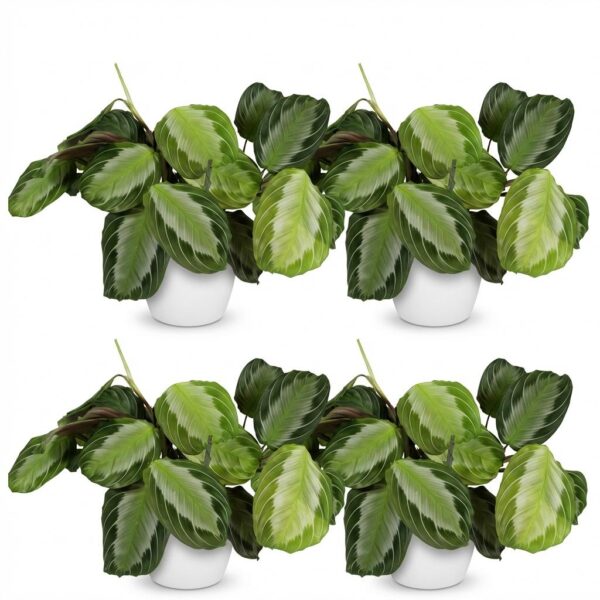 thumbnail_6000-330.jpg Maranta Fascinator Silverband - Gebedsplant - Huisdiervriendelijke Plant - Groen - 4 Planten - met Potter Wit