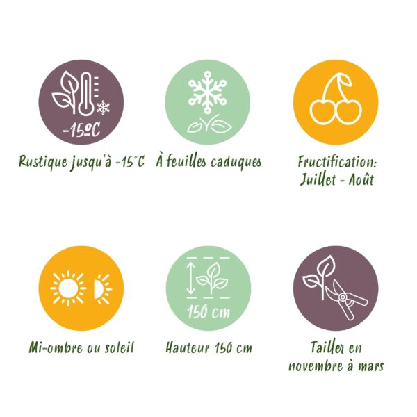 Kruisbes - Ribes uva-crispa Invicta - Groene Bes - 2 planten -  Pot 11cmcm - Fruitplant