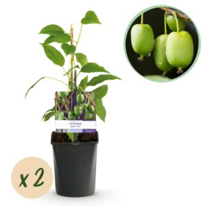 thumbnail_6000-3375.jpg Kiwi - Actinidia arguta Issai - Groene Vrucht - 2 planten - Pot 11cmcm - Fruitplant