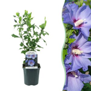 thumbnail_6000-3386.jpg Hibiscus syriacus Oiseau Blue - Bloem Blauw - Bladverliezend - Weinig Onderhoud
