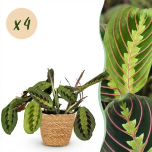 thumbnail_6000-339.jpg Maranta Fascinator Tricolour - Gebedsplant - Huisdiervriendelijke Plant - Groen - 4 Planten - met Mand