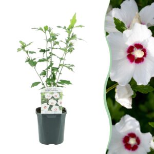 thumbnail_6000-3397.jpg Hibiscus syriacus Red Heart - Bloem Wit Met Rood Hart - Bladverliezend - Weinig Onderhoud
