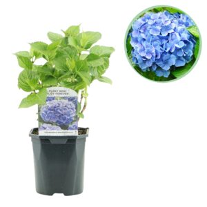 thumbnail_6000-3408.jpg Hortensia - Hydrangea macrophylla Blue - Bloem Blauw - Bladverliezend - Weinig Onderhoud