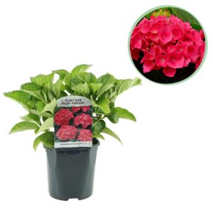 thumbnail_6000-3419.jpg Hortensia - Hydrangea macrophylla Red - Bloem Rood - Bladverliezend - Weinig Onderhoud